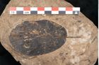 Foto (Detailansicht) von Plantae indet.  (NHMW-GEO-2024-0188-11550)